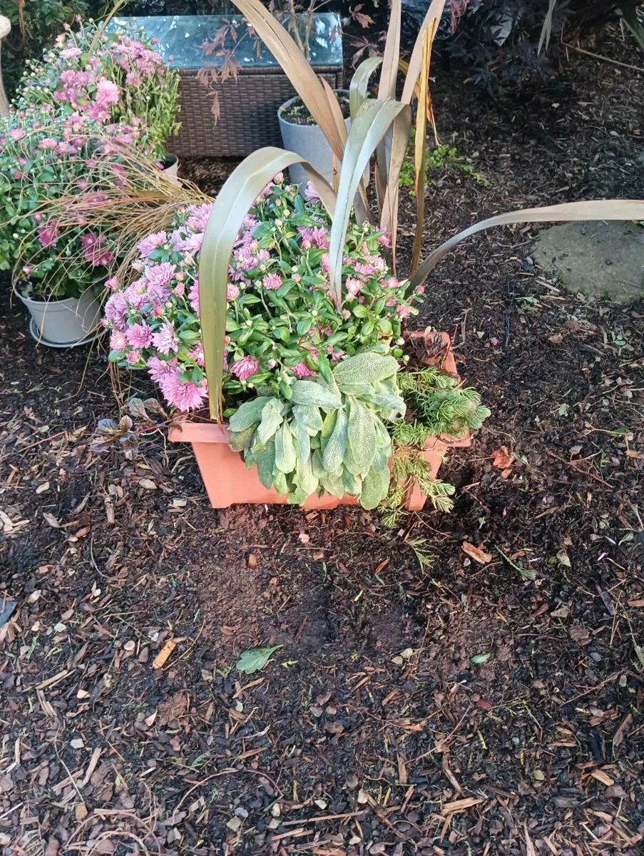 Lovely large planter,35 Euro - Image 2