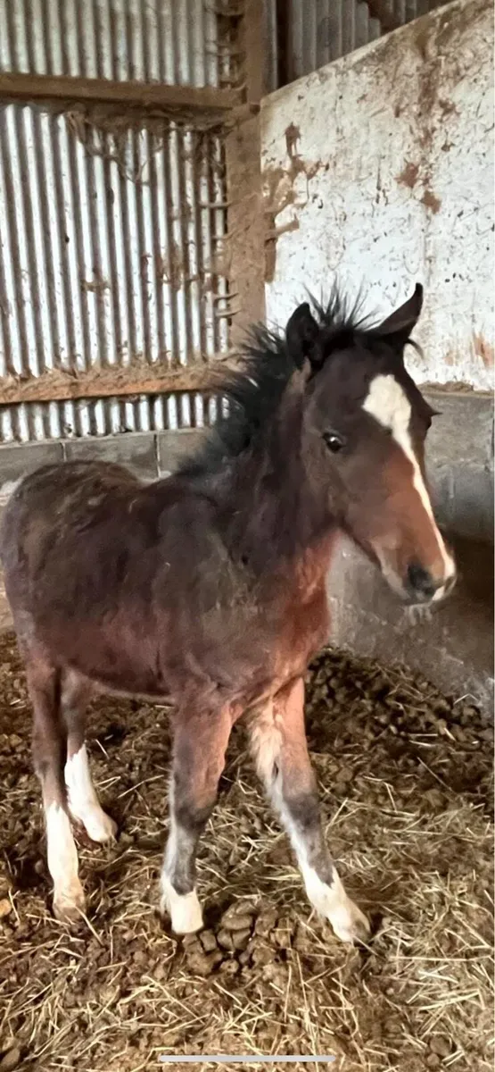 Conamara cross colt foal - Image 1