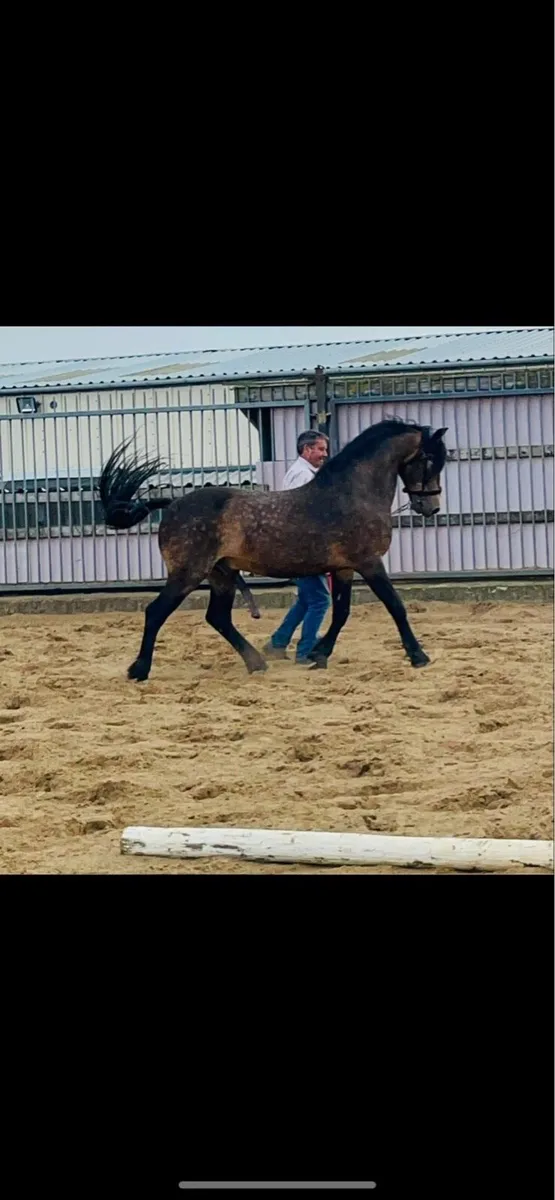 Conamara cross colt foal - Image 2