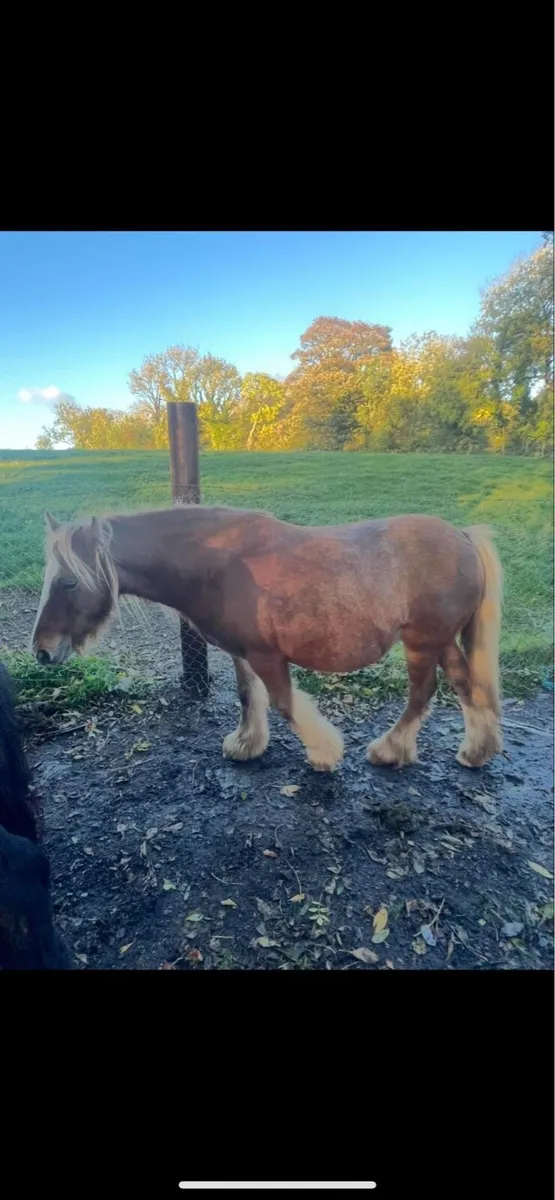 Conamara cross colt foal - Image 3