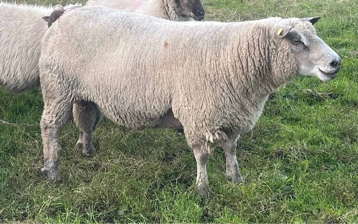 Charollais Ram - Image 2