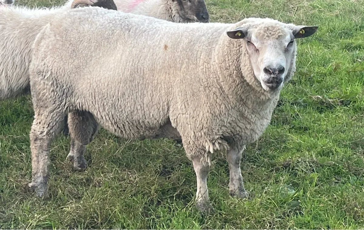 Charollais Ram - Image 3