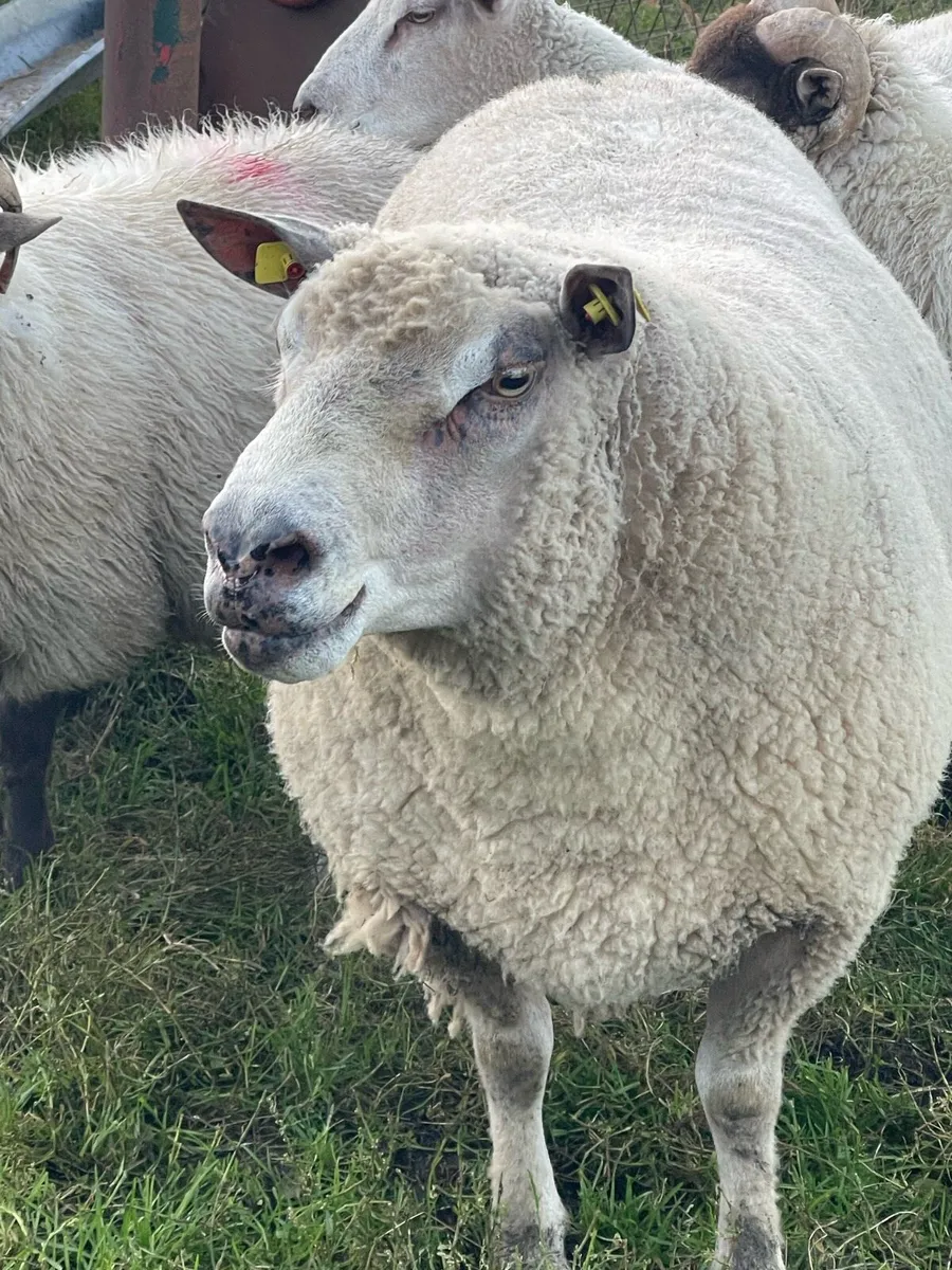 Charollais Ram - Image 4