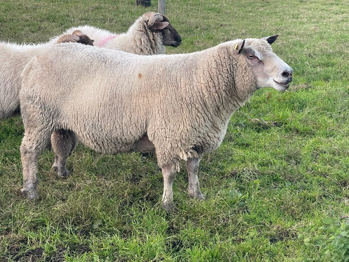 Charollais Ram - Image 1