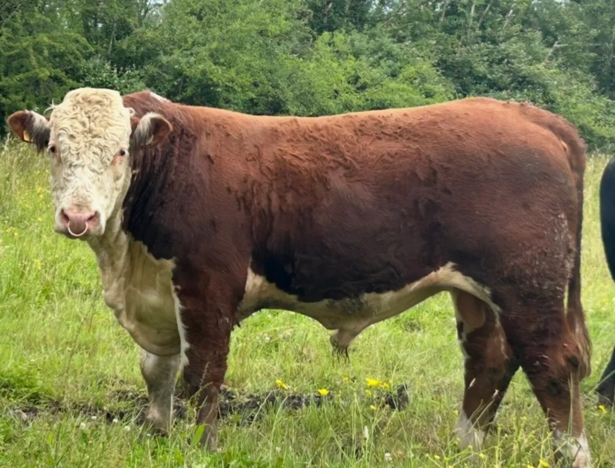 Hereford and Angus Bull Carrigallen mart - Image 1