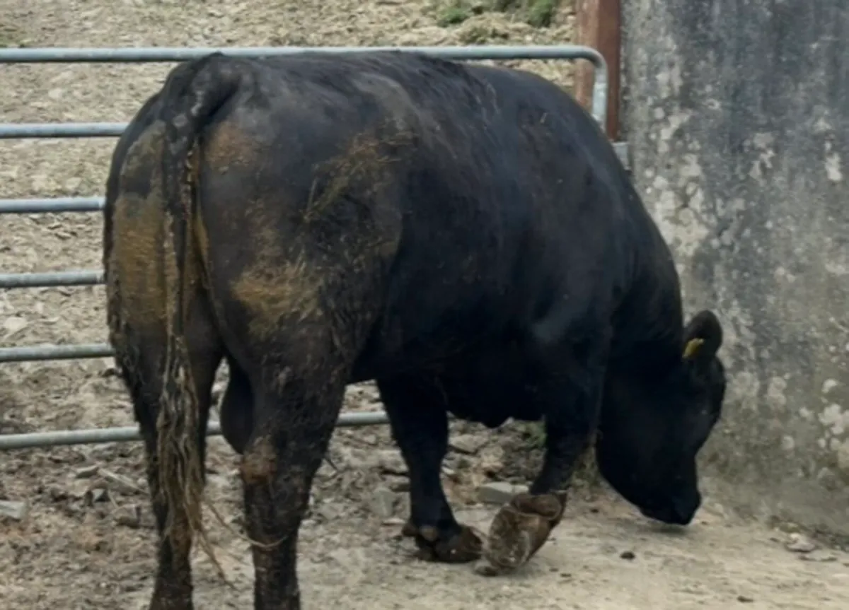 Hereford and Angus Bull Carrigallen mart - Image 3