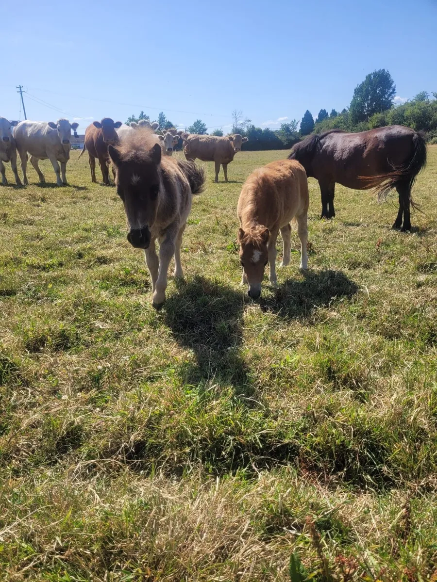 Miniature ponies for sale - Image 1