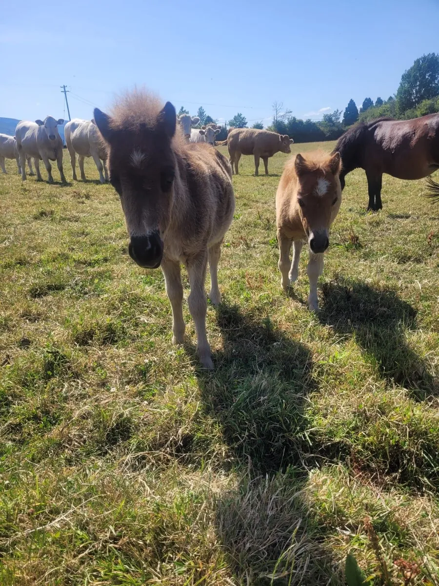 Miniature ponies for sale - Image 2