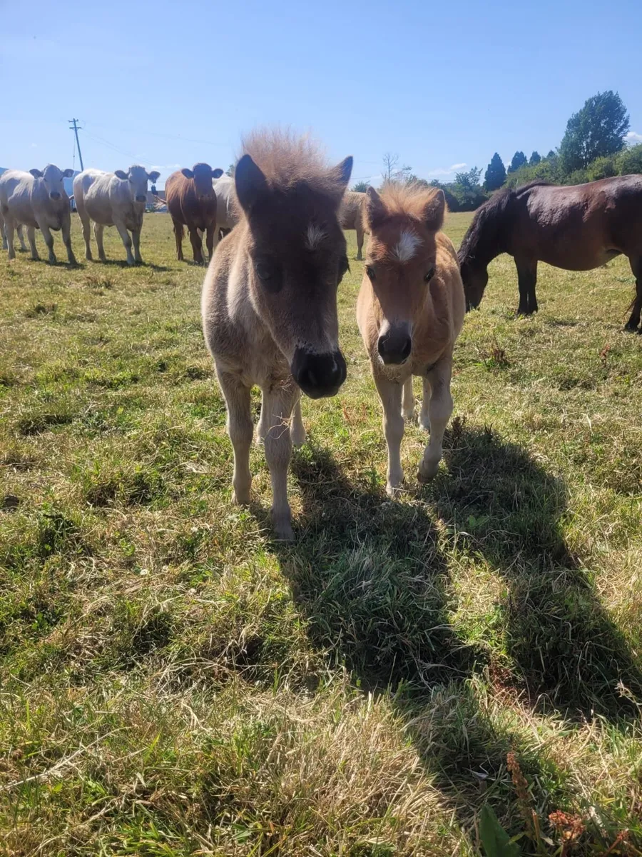 Miniature ponies for sale - Image 3