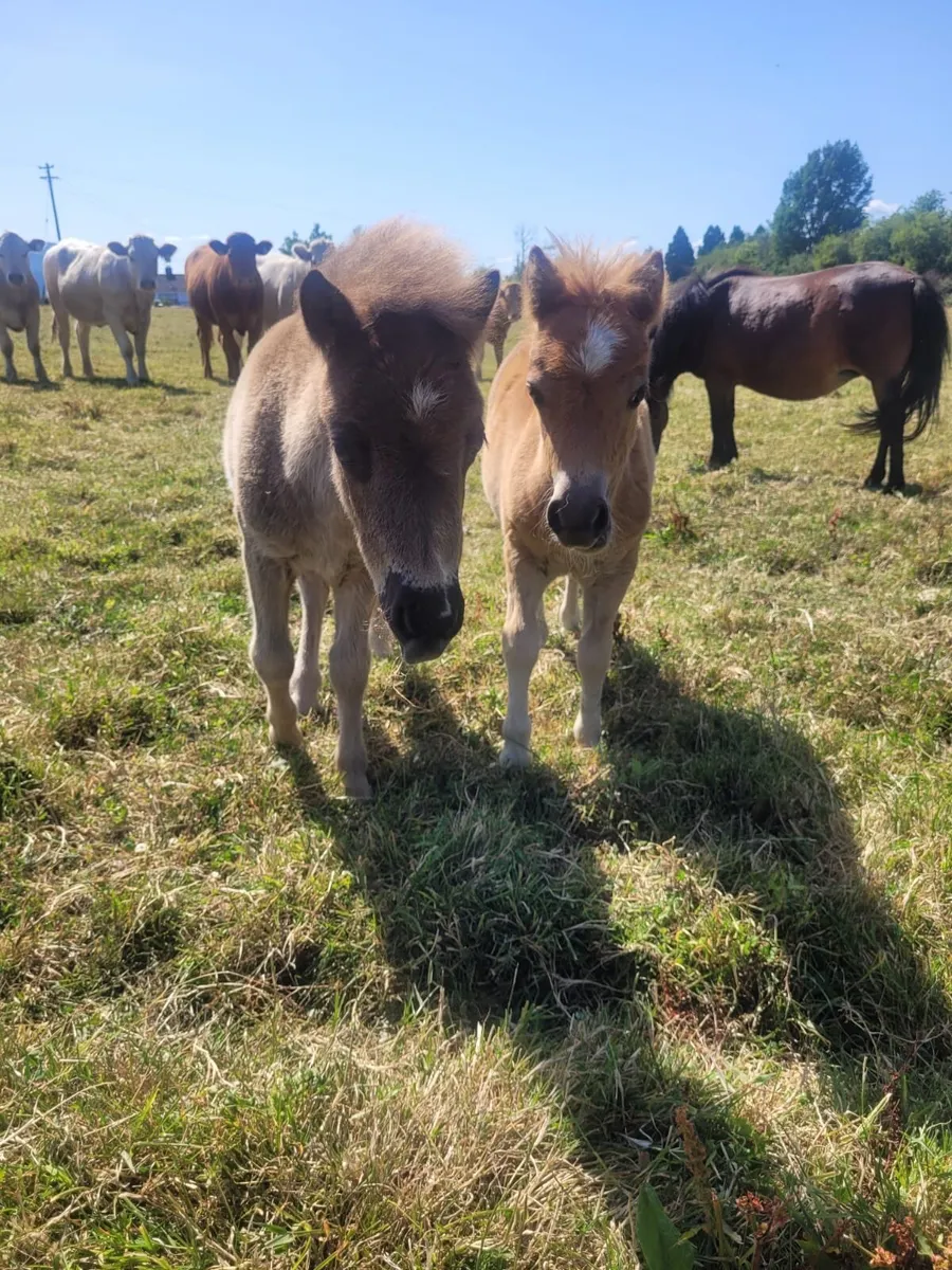 Miniature ponies for sale - Image 4