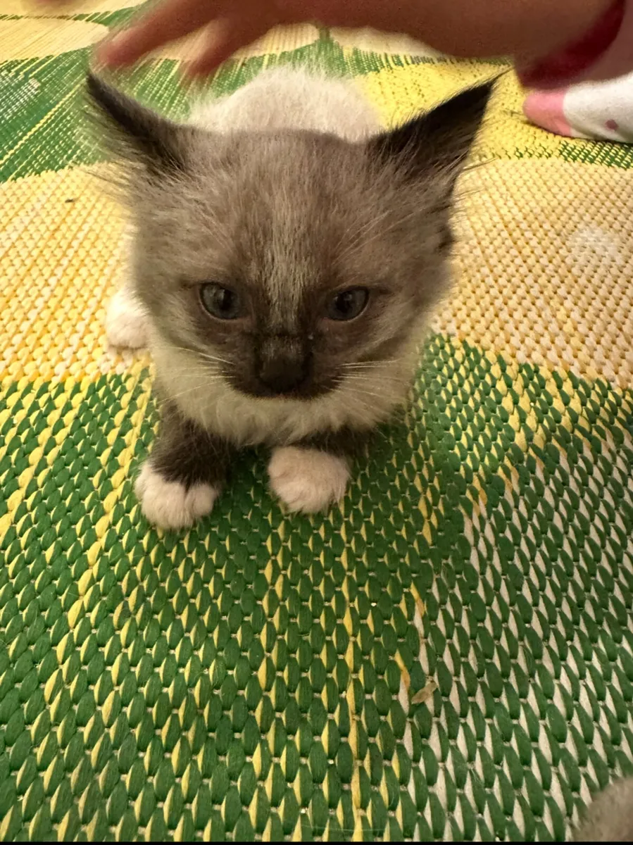Ragdoll - Image 1