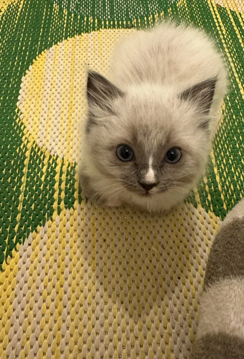 Ragdoll - Image 2