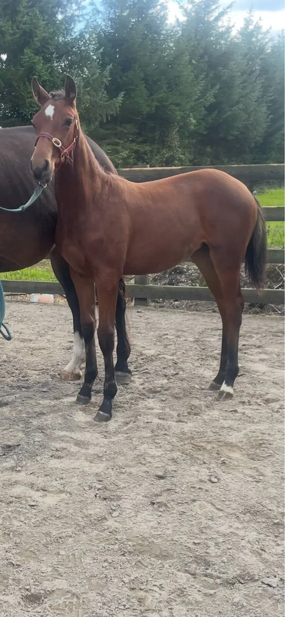 Filly Foal