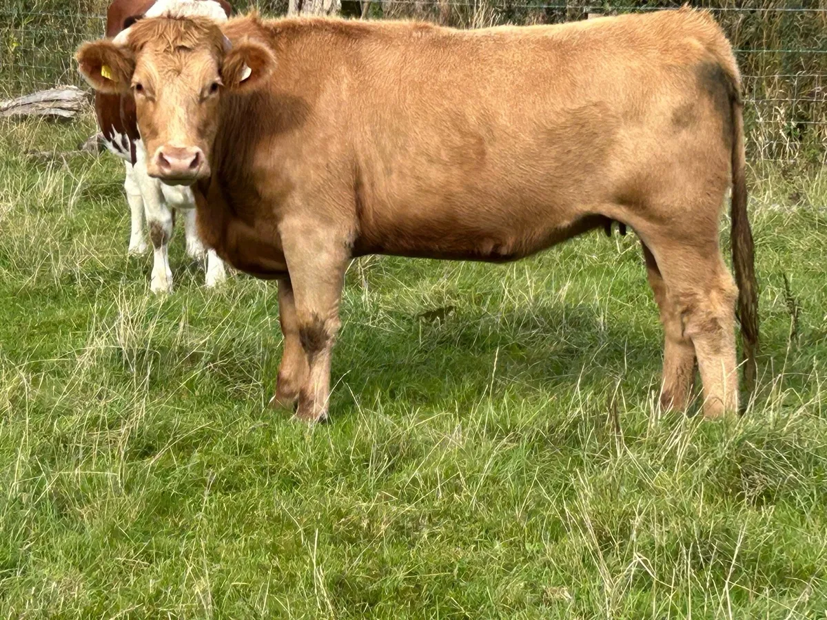 Incalf limousine heifer - Image 1
