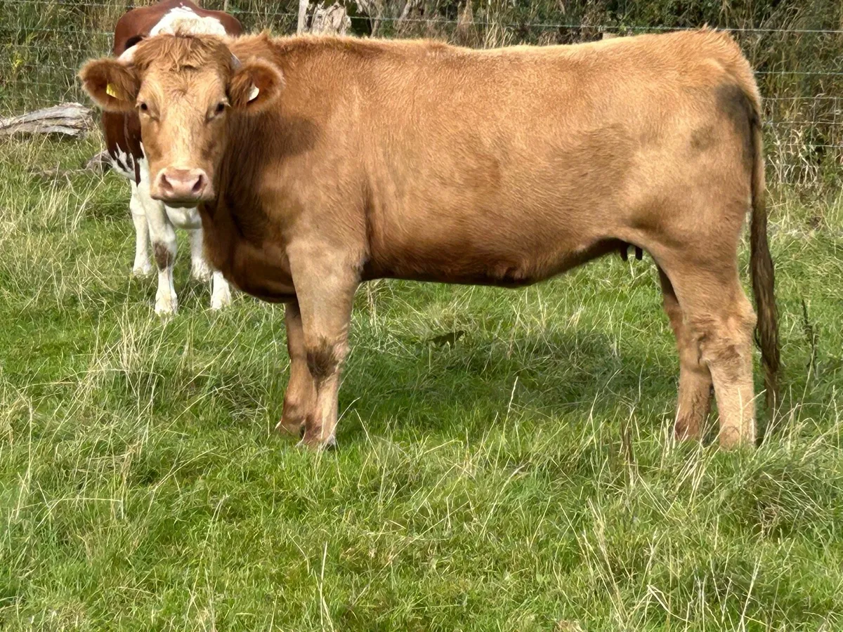 Incalf limousine heifer - Image 2