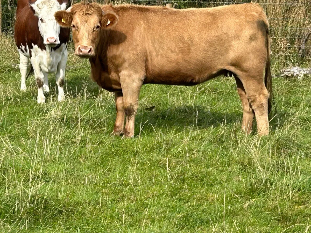 Incalf limousine heifer - Image 3