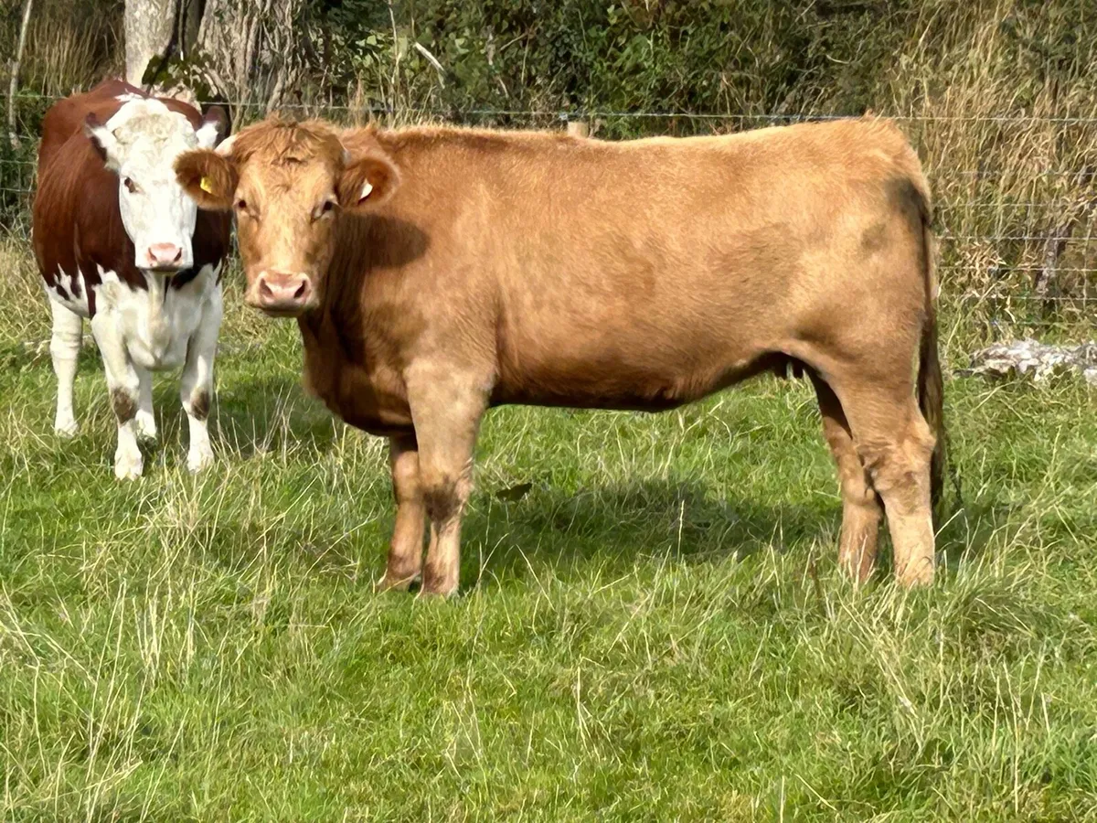 Incalf limousine heifer - Image 4