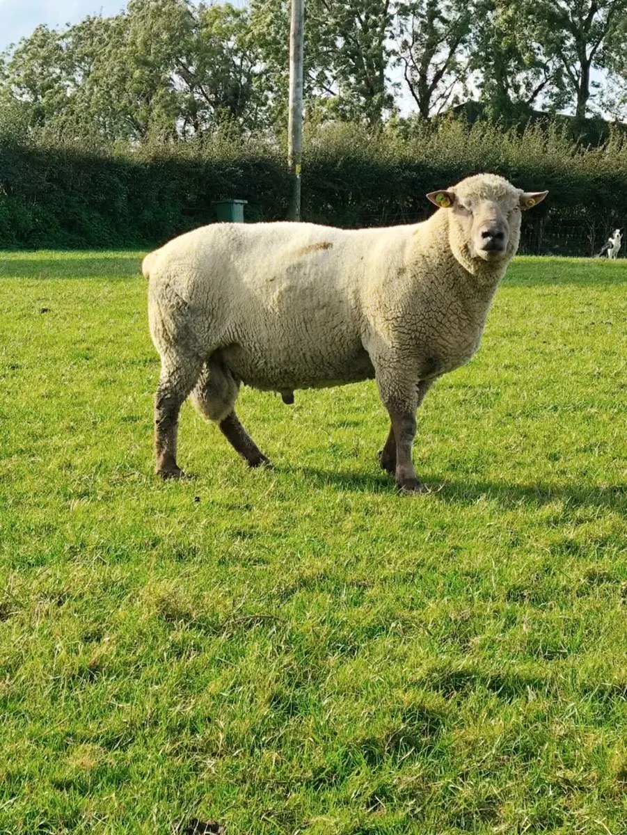 Rams Pedigree Registered + NReg - Image 2