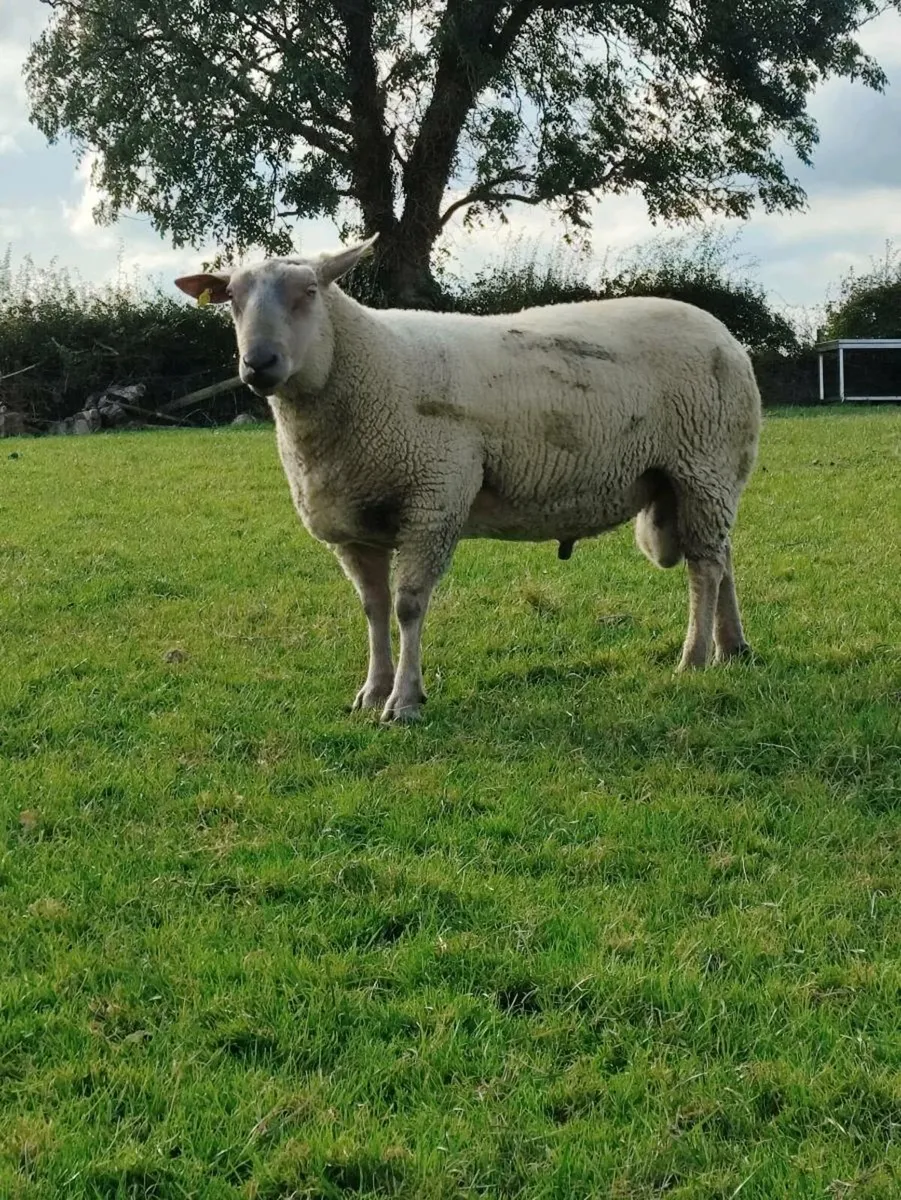 Rams Pedigree Registered + NReg - Image 3