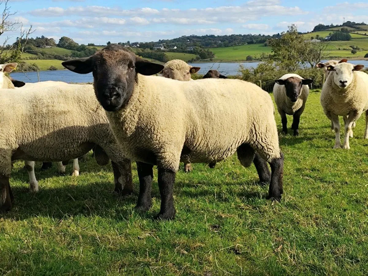 Rams Pedigree Registered + NReg - Image 4