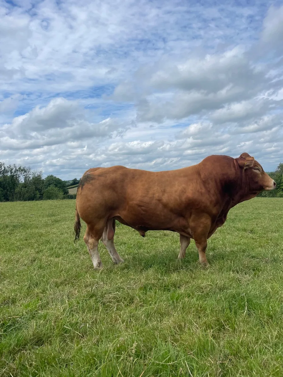 5 ⭐️Pedigree Limousin Cow and Calf - Image 2