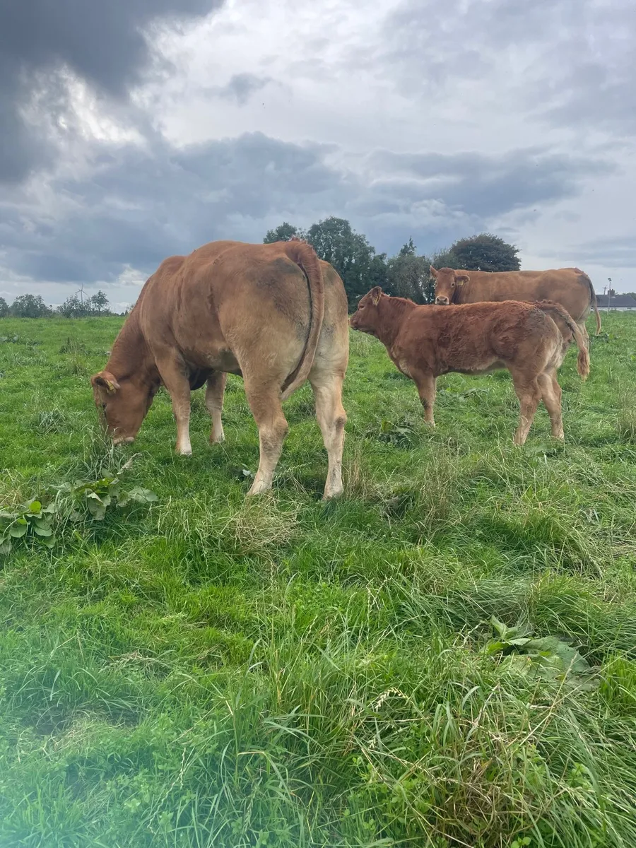 5 ⭐️Pedigree Limousin Cow and Calf - Image 3