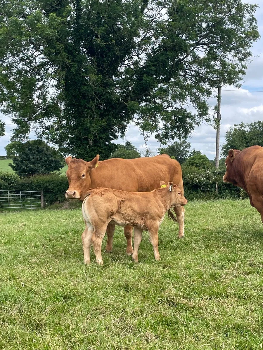 5 ⭐️Pedigree Limousin Cow and Calf - Image 1