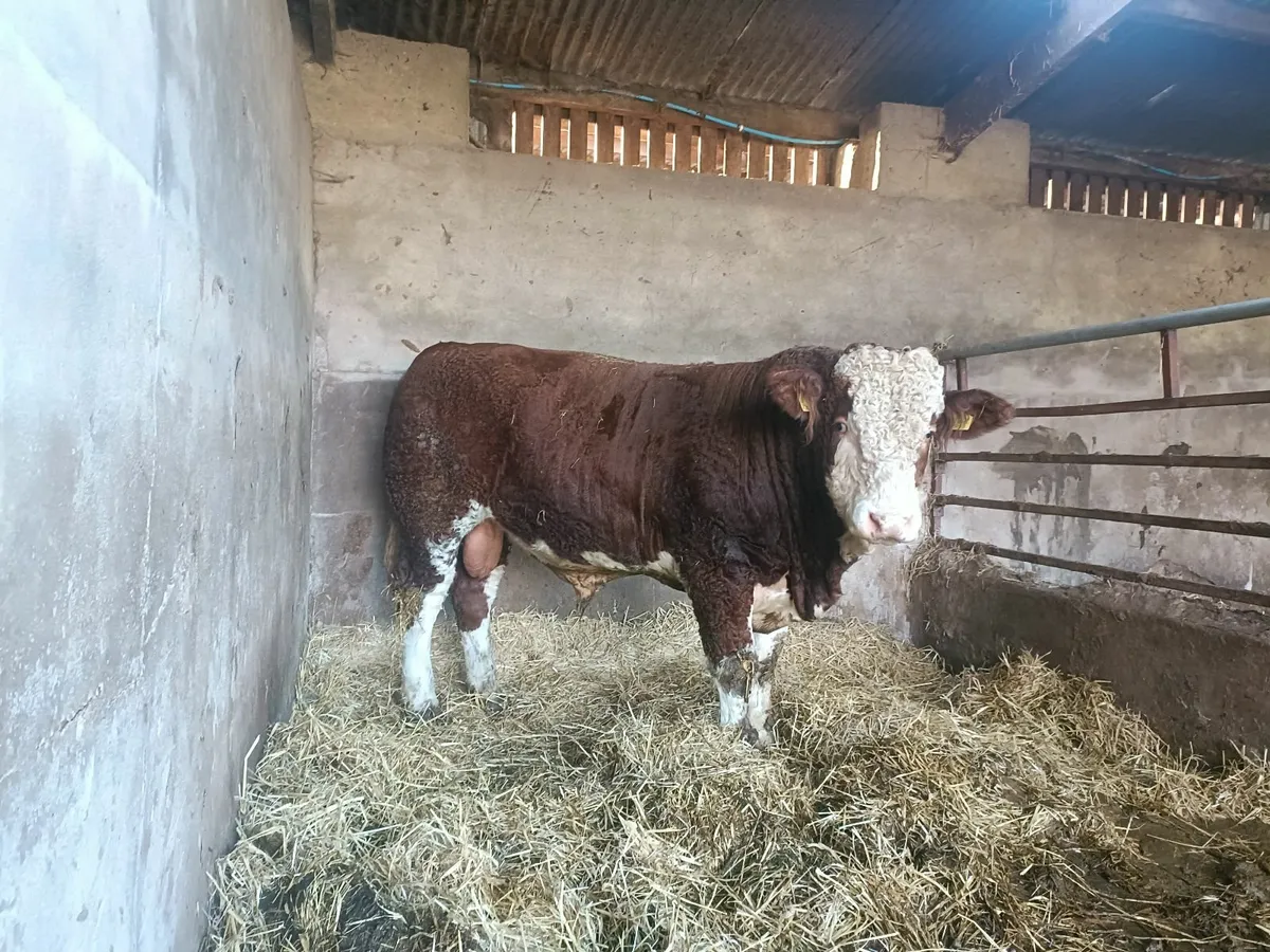 Simmental Bull - Image 1