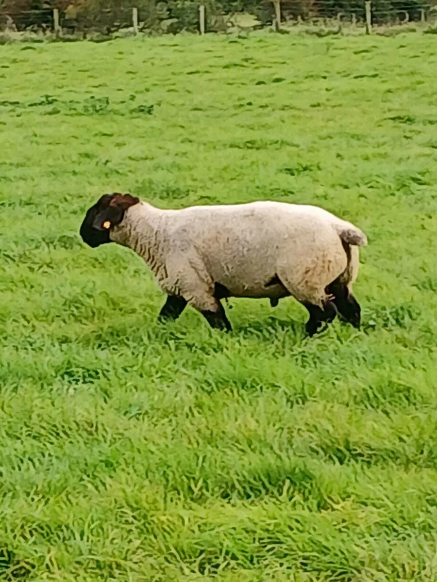PBR 3 year old Suffolk ram - Image 1