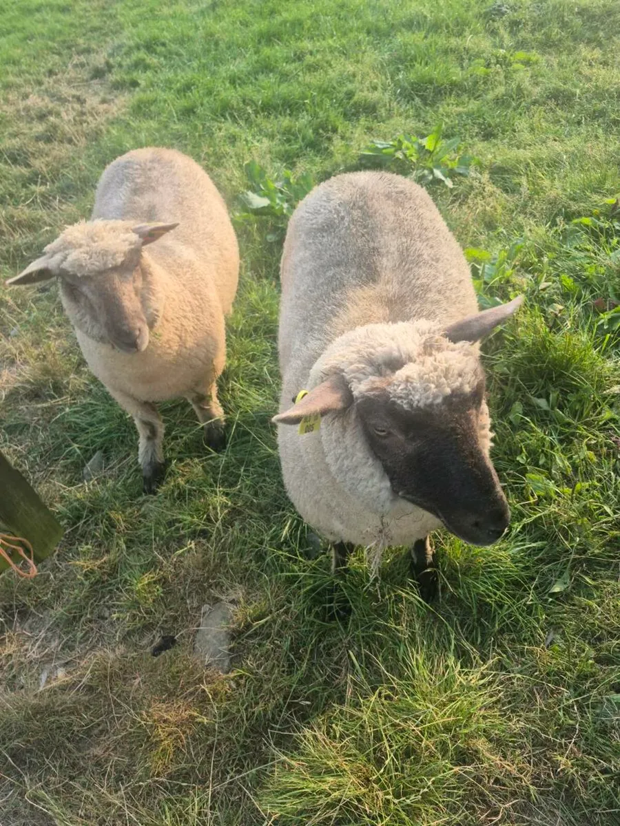 Sheep - Image 1