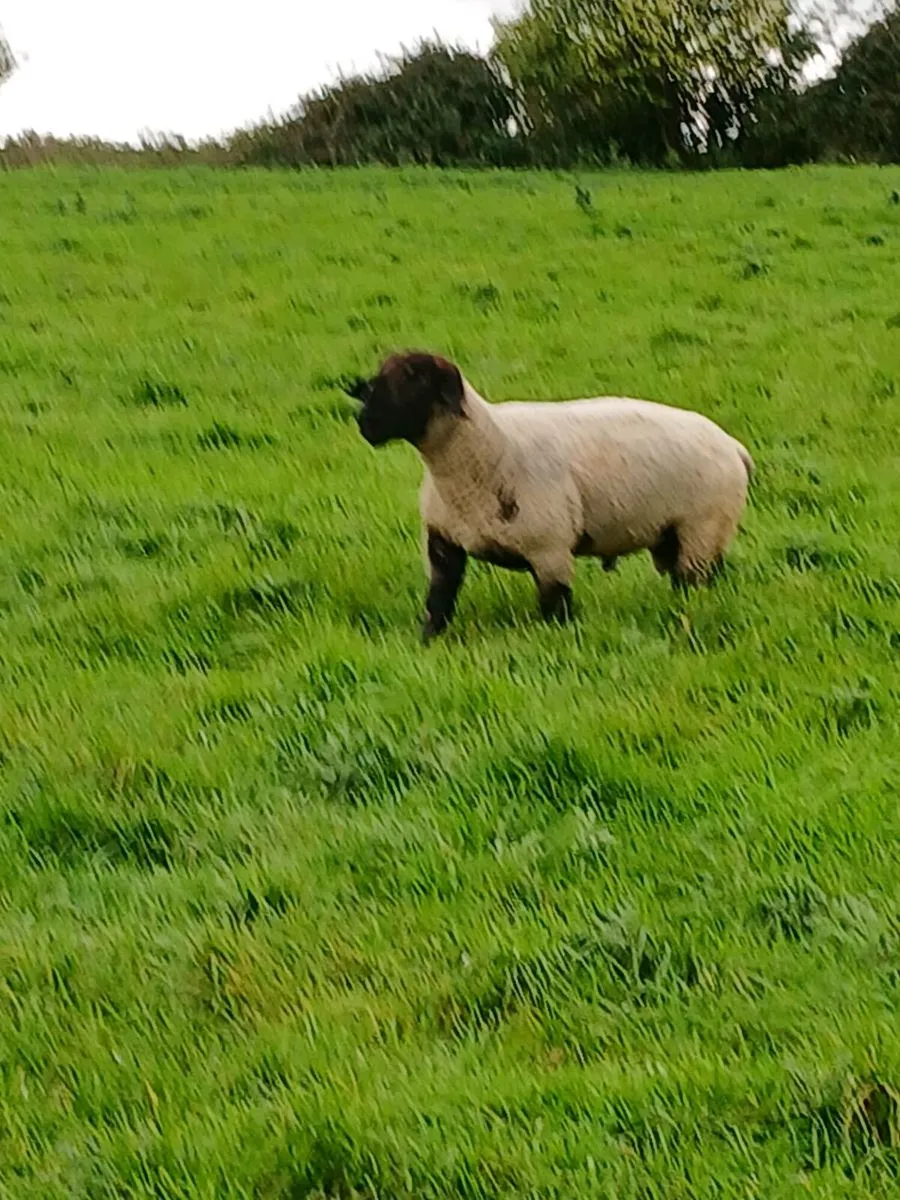 PBR 3 year old Suffolk ram - Image 2