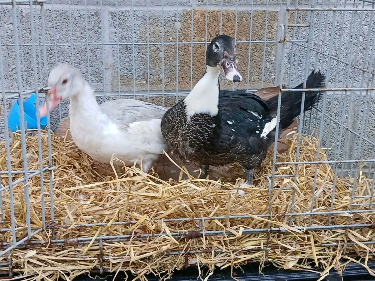Poultry - Image 2