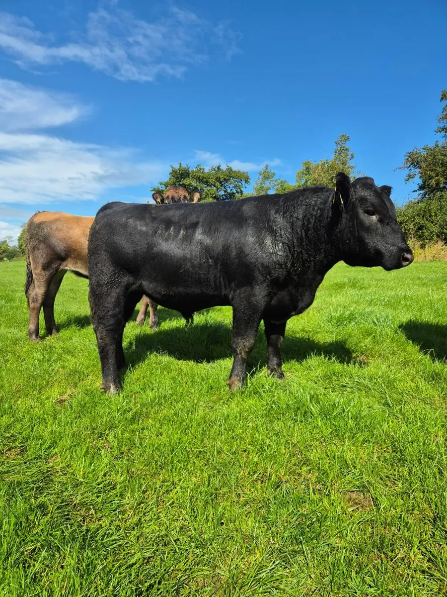 AA Bull - Image 1