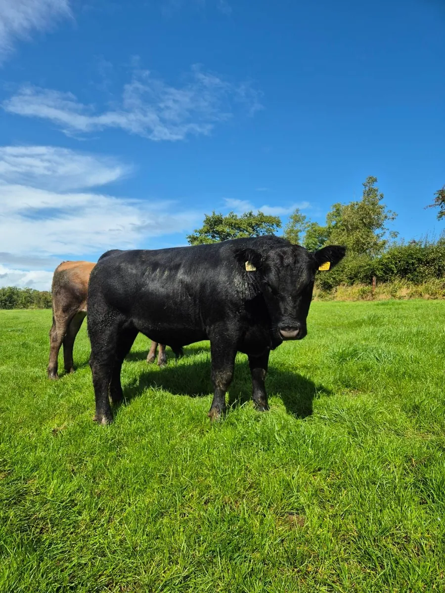 AA Bull - Image 2