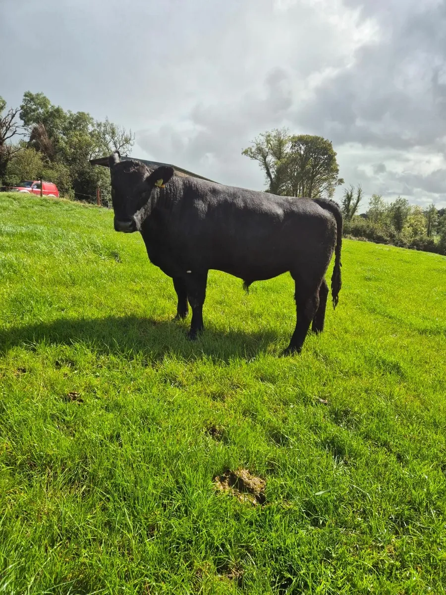 AA Bull - Image 3