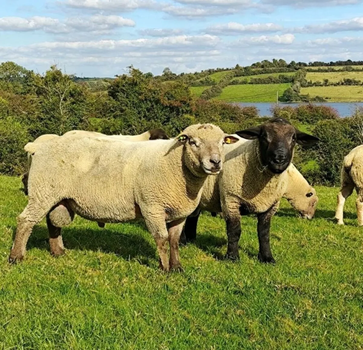 Rams Pedigree Registered + NReg - Image 1