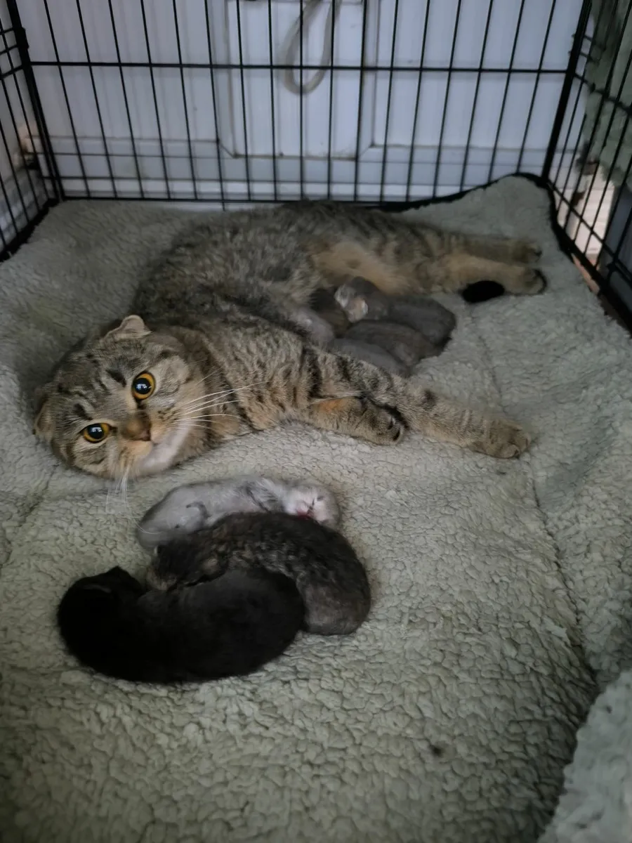 Scottish Fold/ Straight Kittens - Image 2