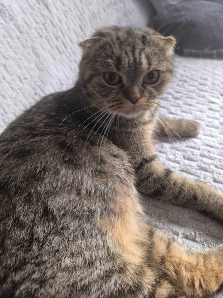 Scottish Fold/ Straight Kittens - Image 3