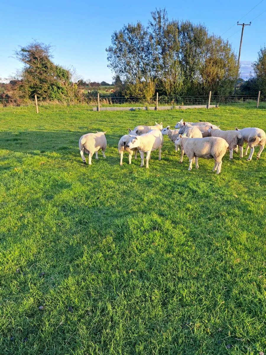 Texel  rams - Image 2