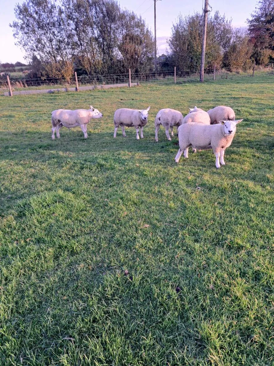 Texel  rams - Image 3