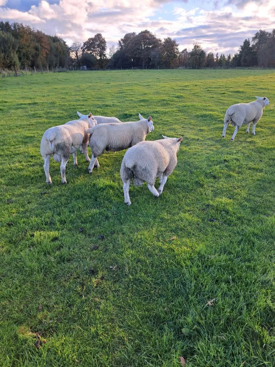 Texel  rams - Image 4