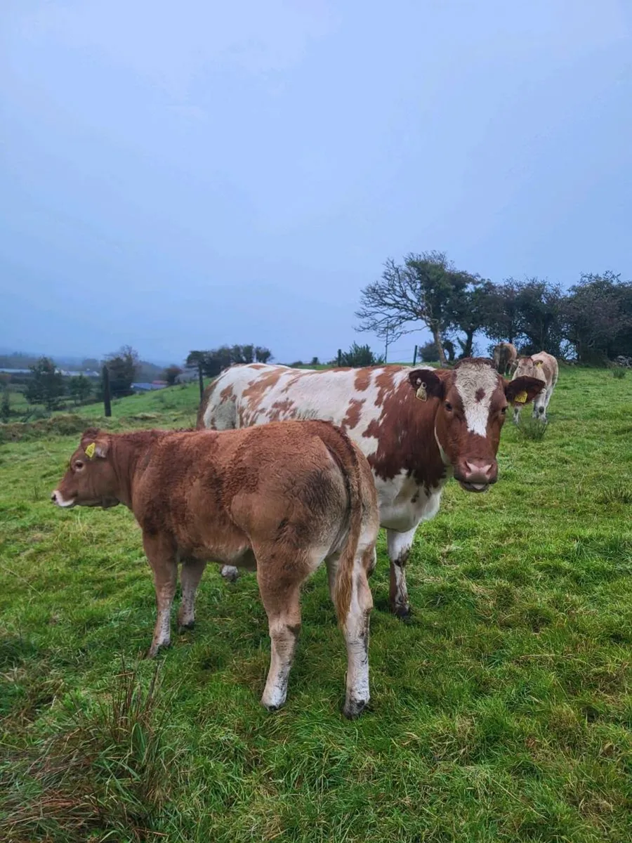 Wealing Heifers for Balla Mart Tuesday 30th Sept - Image 1