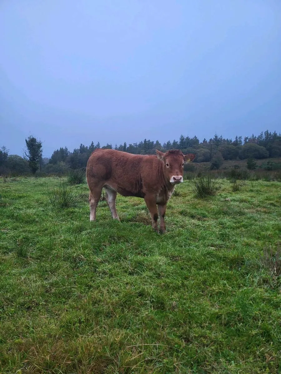 Wealing Heifers for Balla Mart Tuesday 30th Sept - Image 3