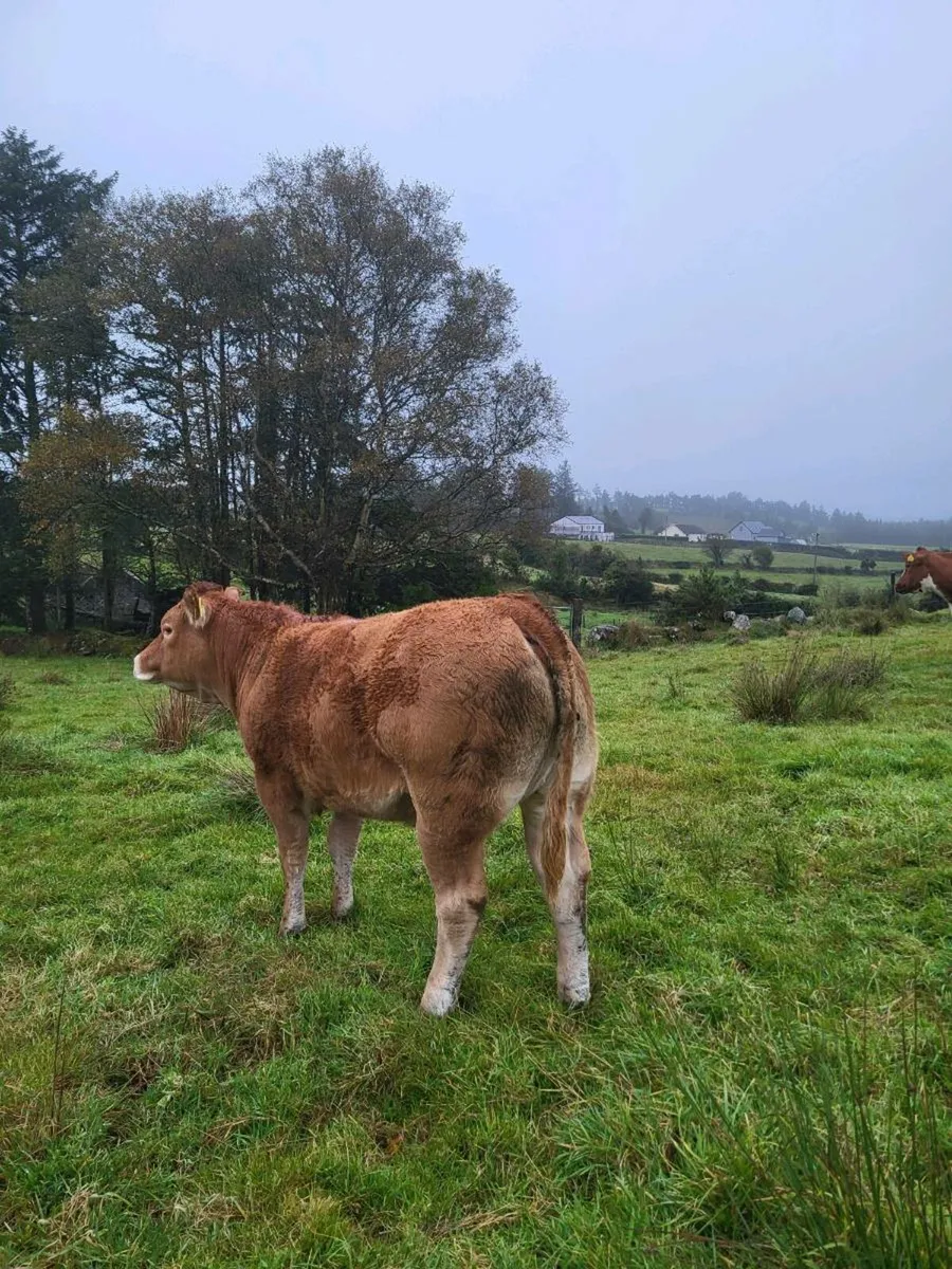 Wealing Heifers for Balla Mart Tuesday 30th Sept - Image 4