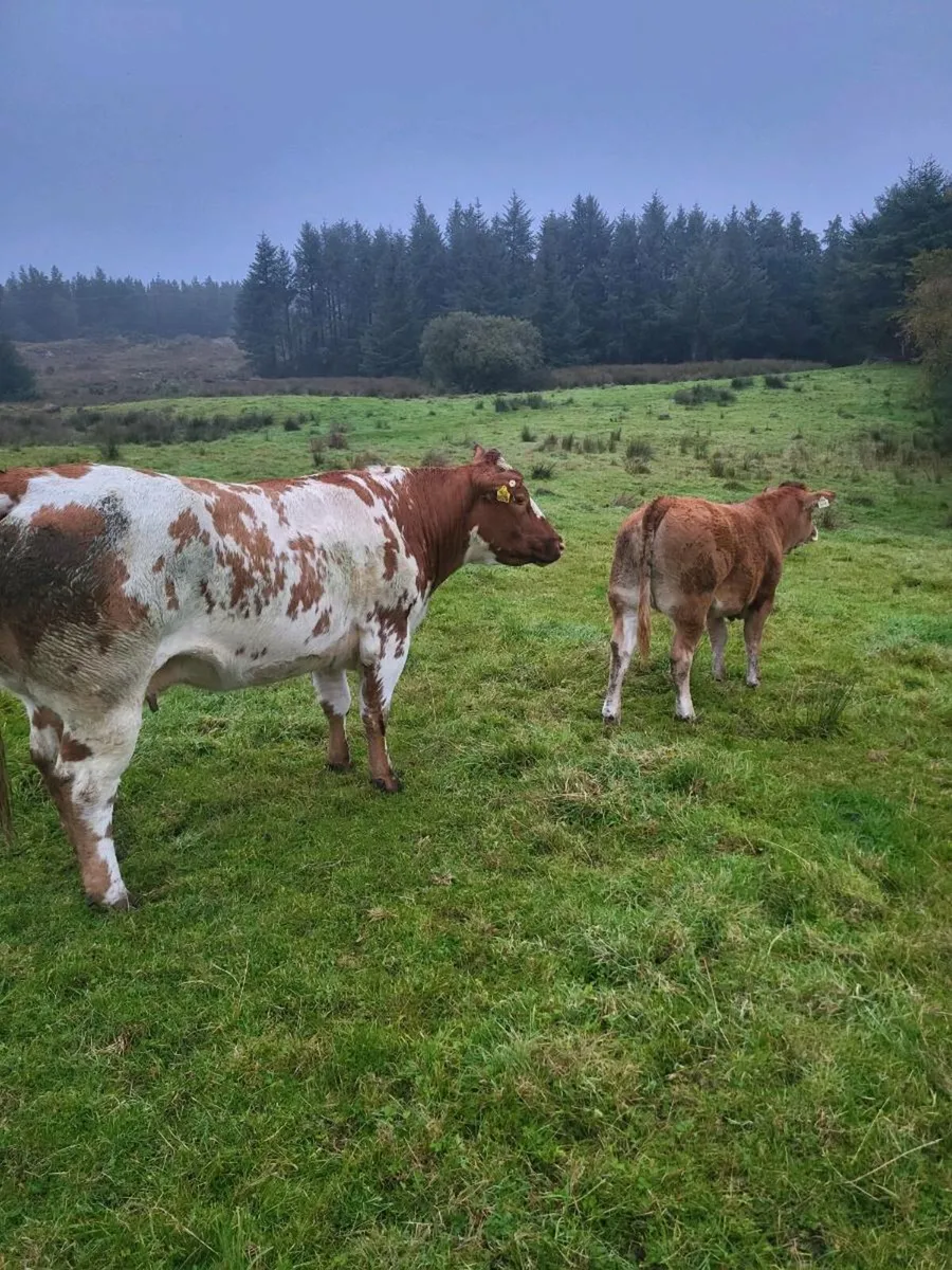 Wealing Heifers for Balla Mart Tuesday 30th Sept - Image 2