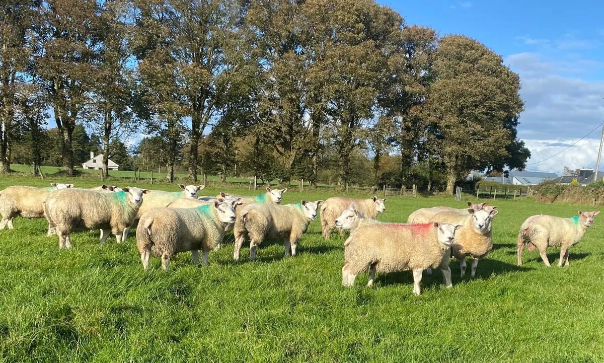 Hybrid Beltex Ram Lambs - Image 1