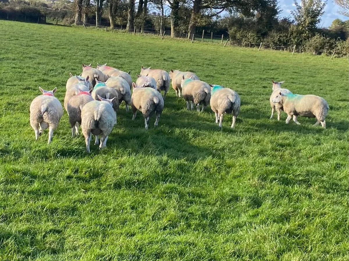 Hybrid Beltex Ram Lambs - Image 2