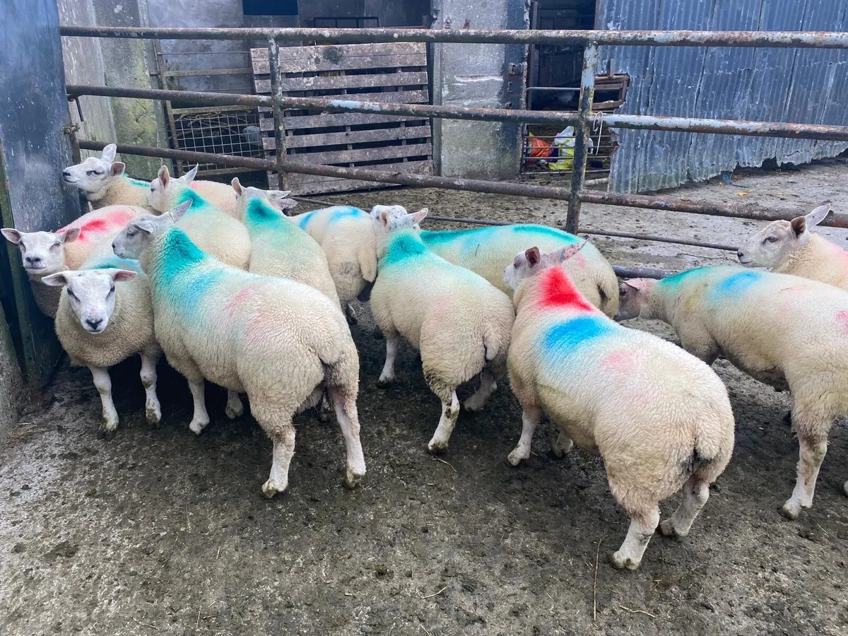 Hybrid Beltex Ram Lambs - Image 3