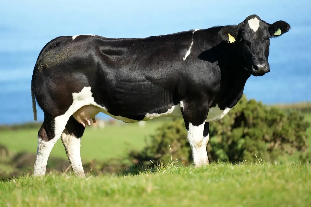 2 Show Cows & Blue Calves - Image 1