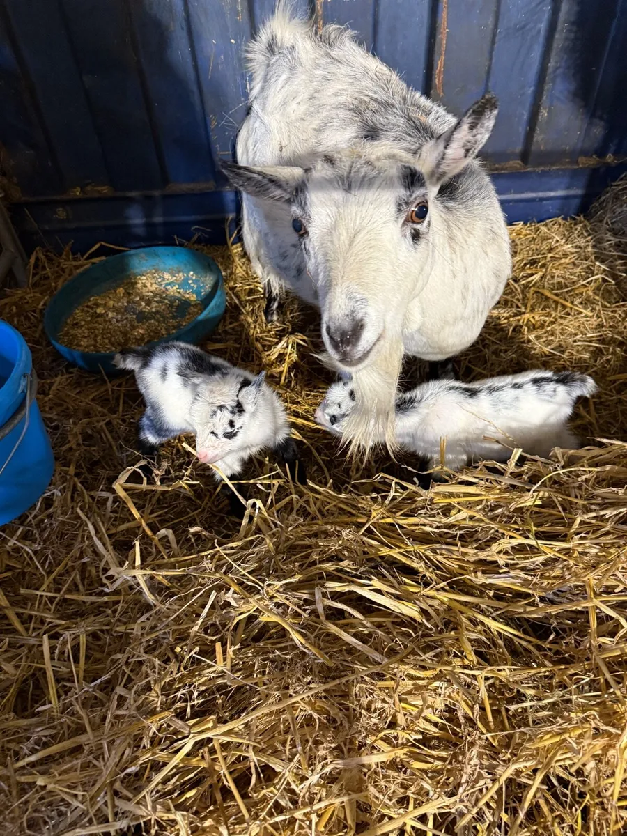 Baby kids ready for Christmas - Image 3